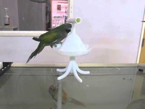 Load and play video in Gallery viewer, Featherland Paradise Percher Training Stand For Parrots and Parakeets
