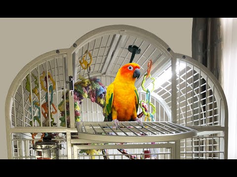 Load and play video in Gallery viewer, EZ PetLight with ChewGuard Full Spectrum LED For Hook Billed Birds - 18&quot; / 24&quot;
