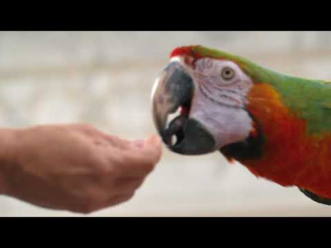 Load and play video in Gallery viewer, ZuPreem Sensible Seed Enrichment Mix for Parrot/Conure
