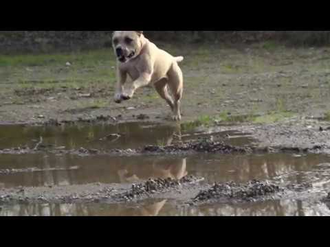 Load and play video in Gallery viewer, Pulsar Grain Free Dog Food - Salmon
