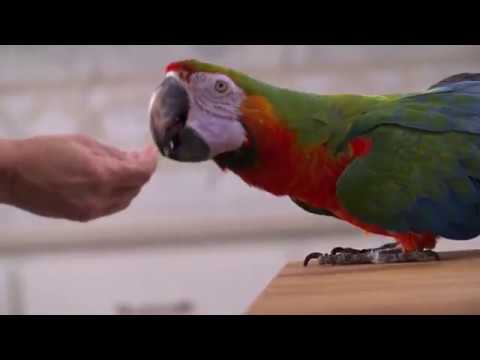 Load and play video in Gallery viewer, ZuPreem FruitBlend Daily Nutrition Large Parrot Pellet
