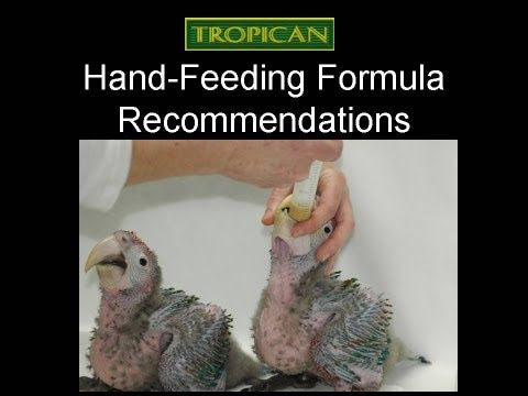 Load and play video in Gallery viewer, Tropican Hand-Feeding Formula - All Birds
