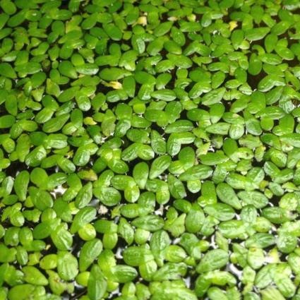 Duckweed | Pond Plant | Lemna minor
