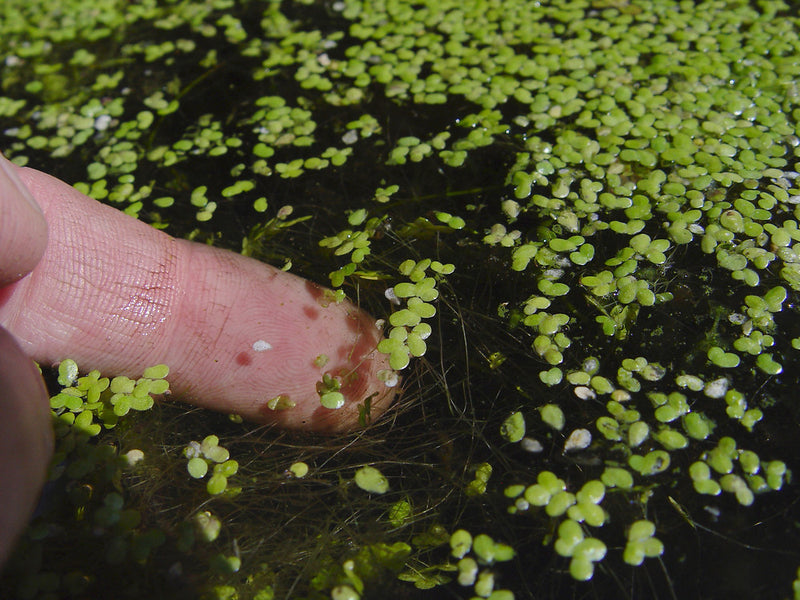 Duckweed | Pond Plant | Lemna minor
