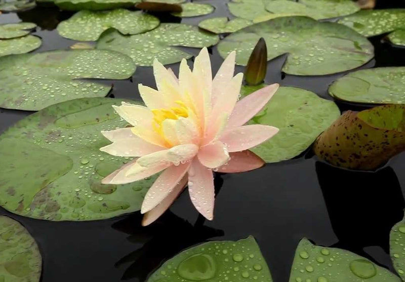 Barbra Dobbins | Nymphaea | Water Lily
