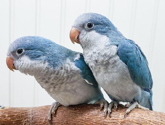 Quaker Parakeet - Exotic Wings and Pet Things #Mutation_Blue
