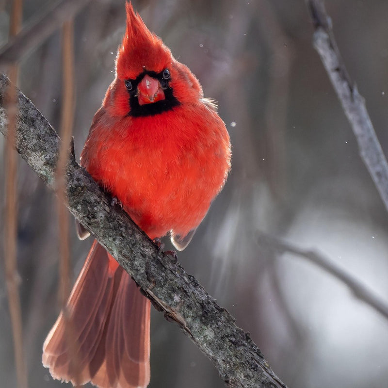 Bye-Bye Blackbird Seed
