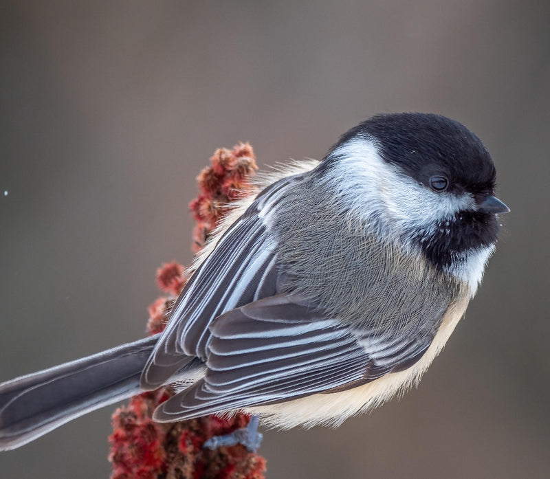 Black Magic Wild Bird Seed
