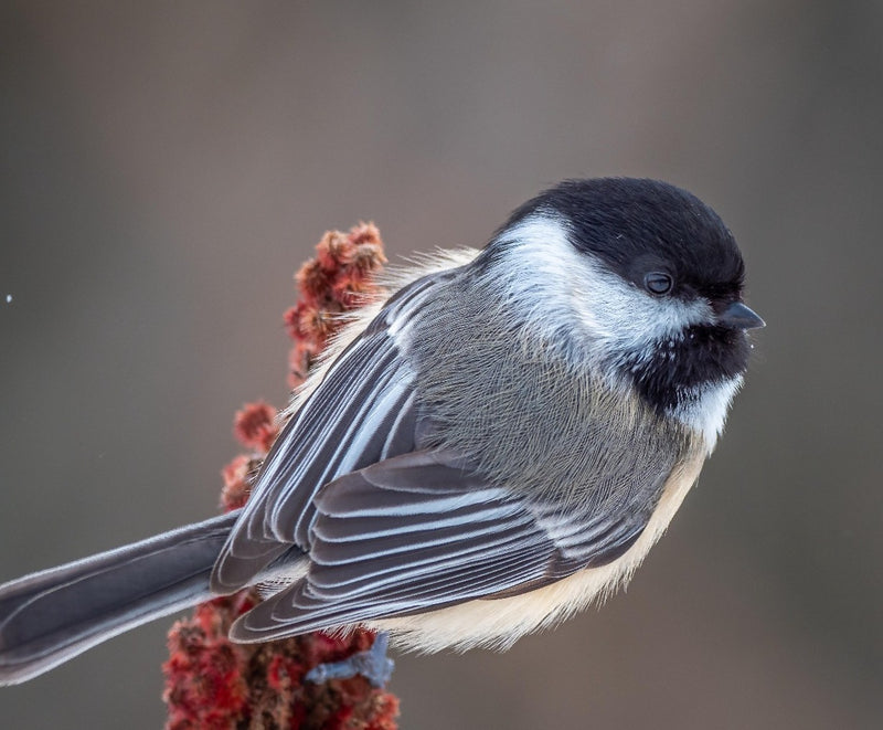 Wild Bird Mix (no corn or peanuts)
