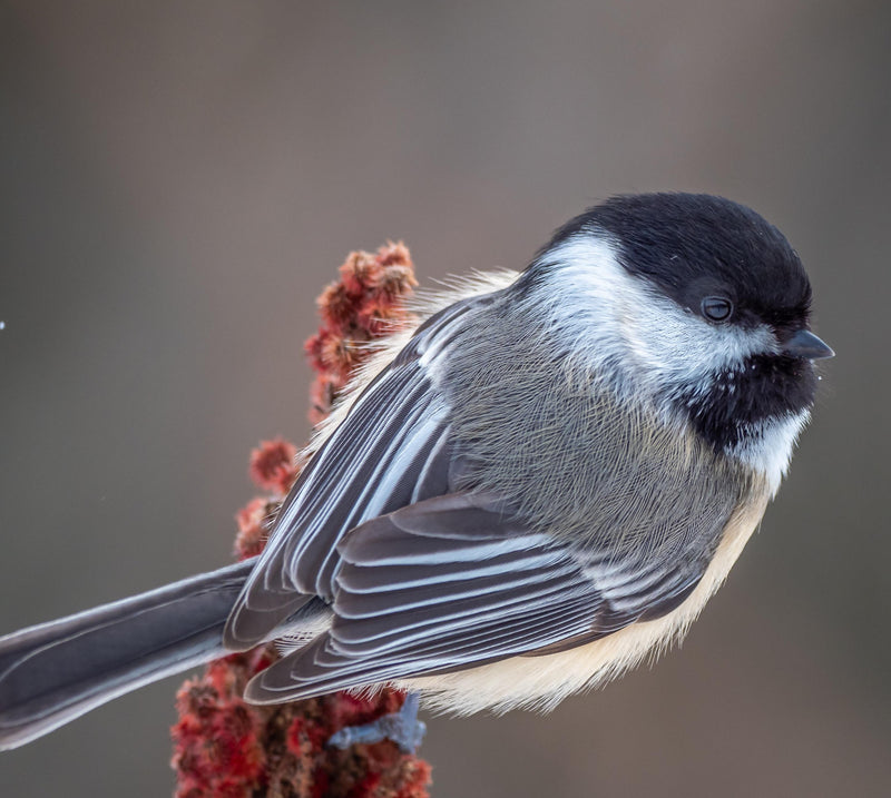 Diner's Delight Wild Bird Seed 🍁
