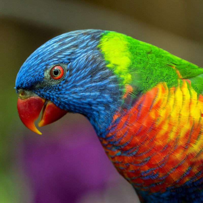 Hand Fed Swainson's Rainbow Lorikeet - Trichoglossus moluccanus
