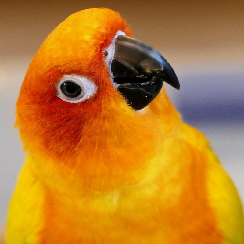 Hand Fed Sun Conure - Aratinga solstitialis
