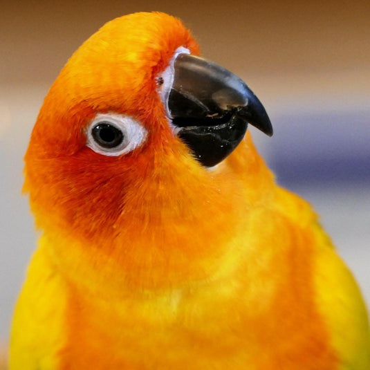 Hand Fed Sun Conure - Aratinga solstitialis