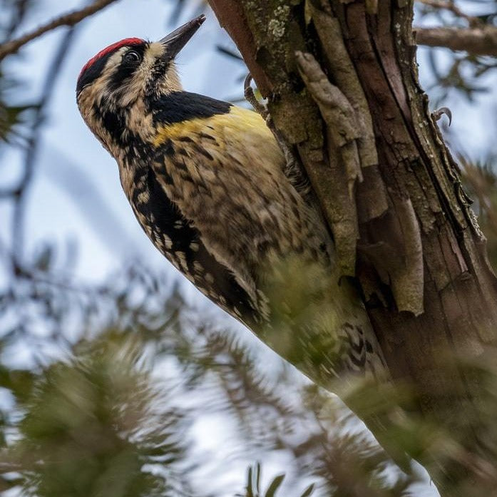 Royal Jubilee Berry N' Nut Suet
