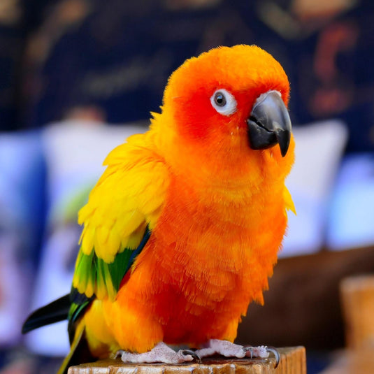 Hand Fed Baby Sun Conure - Aratinga solstitialis – Exotic Wings and Pet ...