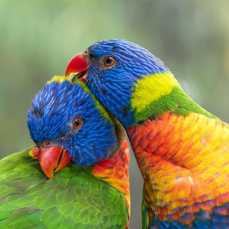 Hand Fed Swainson's Rainbow Lorikeet - Trichoglossus moluccanus
