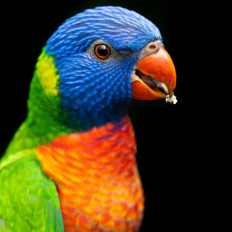 Hand Fed Swainson's Rainbow Lorikeet - Trichoglossus moluccanus
