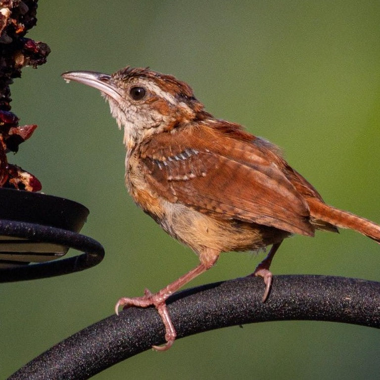 Royal Jubilee Berry N' Nut Suet 🍁
