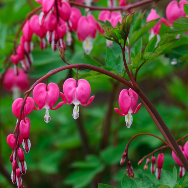 Common Bleeding Heart | Dicentra spectabilis | 1 Gal - Local Pickup Only
