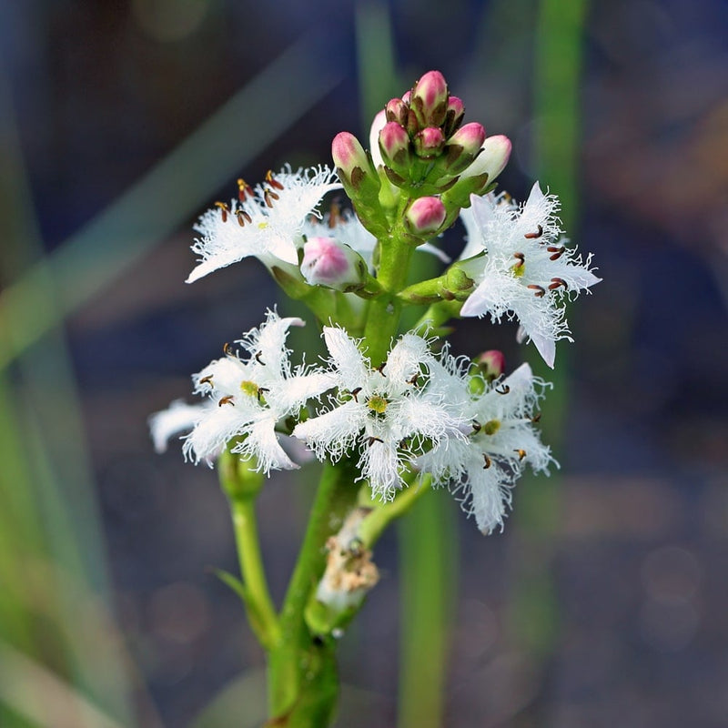 Bogbean |  Menyanthes trifoliata
