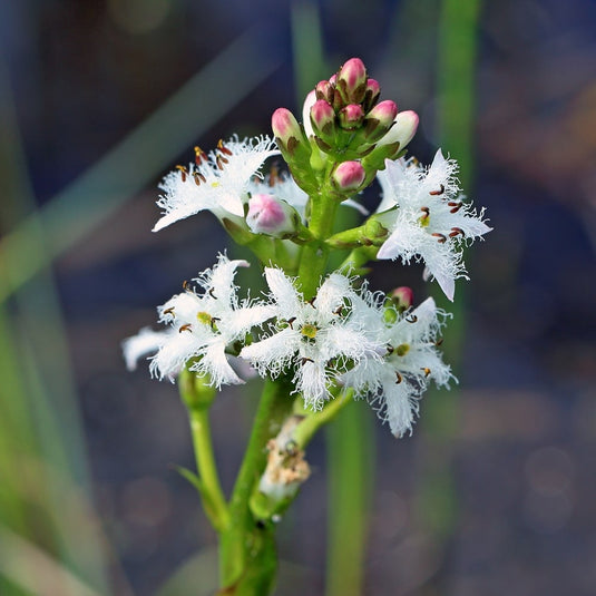 Bogbean |  Menyanthes trifoliata