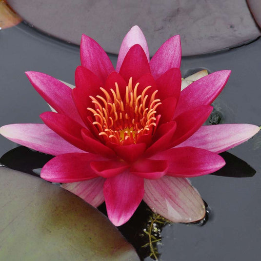 Attraction | Nymphaea | Water Lily