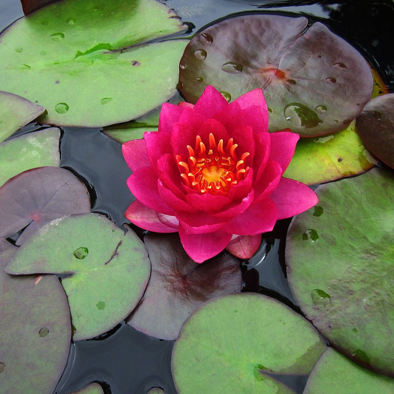 James Brydon | Nymphaea | Water Lily
