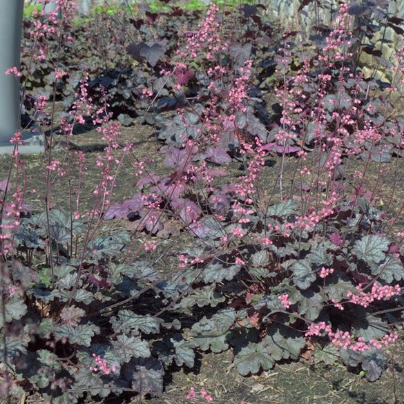 Bressingham Bronze | Coral Bells 1 Gal
