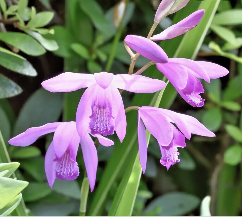 Hyacinth Orchid - Bletilla striata 'Variegata Pink' | 1 Gal - Local Pickup Only
