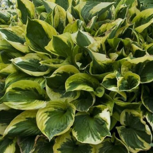 Twilight | Specialty Hosta 1 Gal
