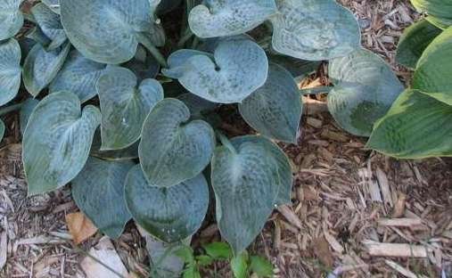 Dorset Blue | Specialty Hosta 1 Gal
