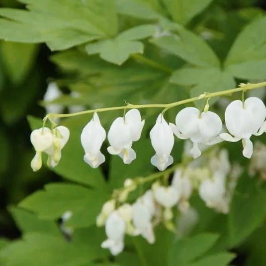 White Bleeding Heart - Dicentra spectabilis 'Alba' | 1 Gal - Local Pickup Only