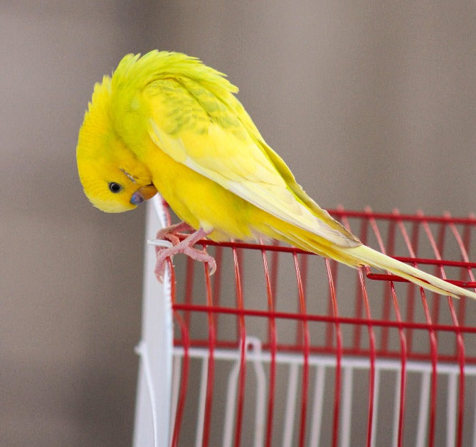 Budgie Parakeet Seed
